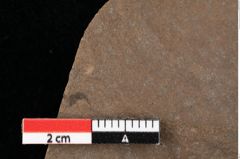 Foto (Detailansicht) von Glyptostrobus europaeus Brongniart (NHMW-GEO-2024-0188-0169)